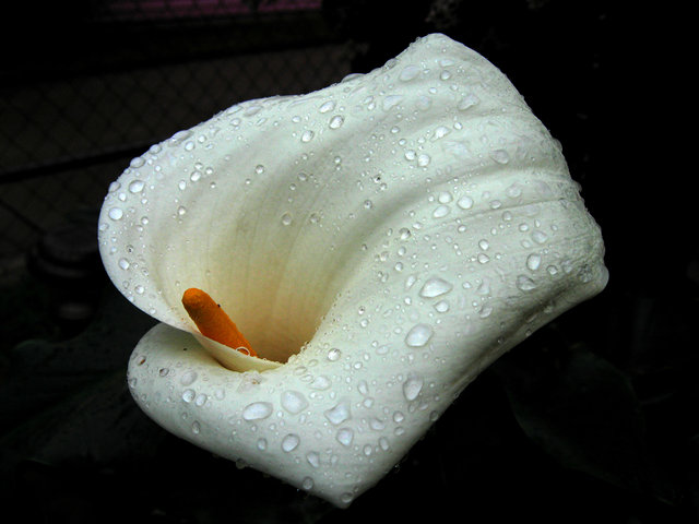 Fresh Lily