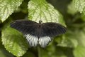 NIAGARA BUTTERFLY 1.jpg