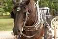 NIAGARA HORSE BUGGY RIDE.jpg