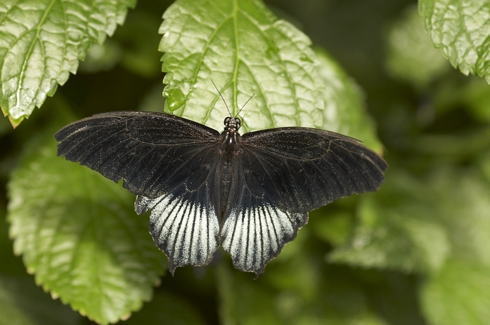 NIAGARA BUTTERFLY 1.jpg