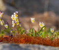 flowers up on the rock.jpg
