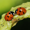 What ladybugs whisper...