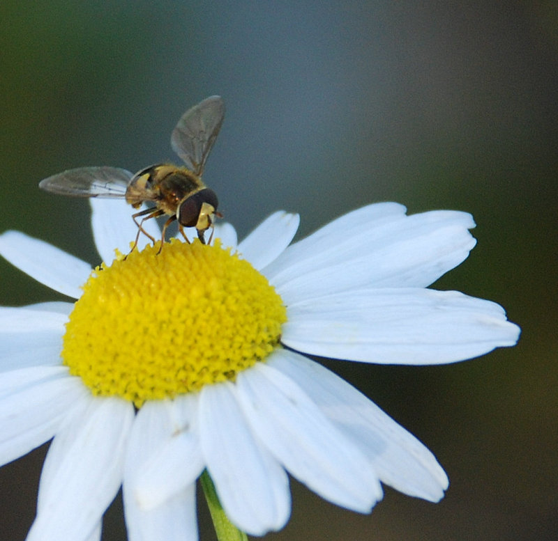 sure is a buzzy day at the office....