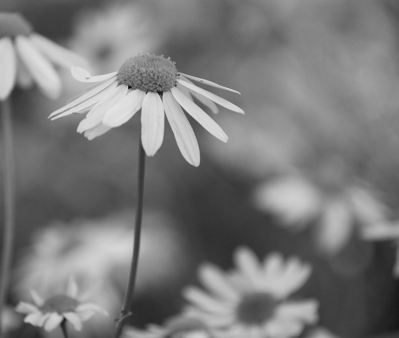 Lazy Daisies of Summer