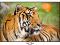 Bengal Tiger
