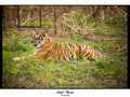 Bengal Tiger Relaxing