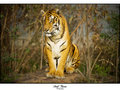 Bengal Tiger - King of the Hill