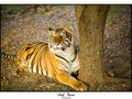 Bengal Tiger - Pose like this?