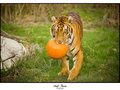 Bengal Tiger - I have a present for you