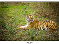Bengal Tiger - Break Time
