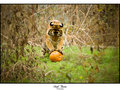 Bengal Tiger - Hmm, I bet I can squish this