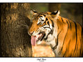 Bengal Tiger - I smell you