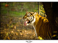Bengal Tiger - Don't worry, come closer