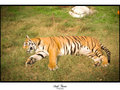 Bengal Tiger - Tryptophan Comma