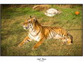 Bengal Tiger - Watcher of all