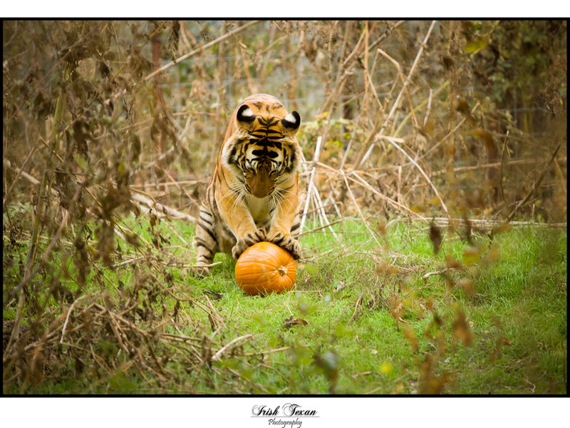 Bengal Tiger - Hmm, I bet I can squish this