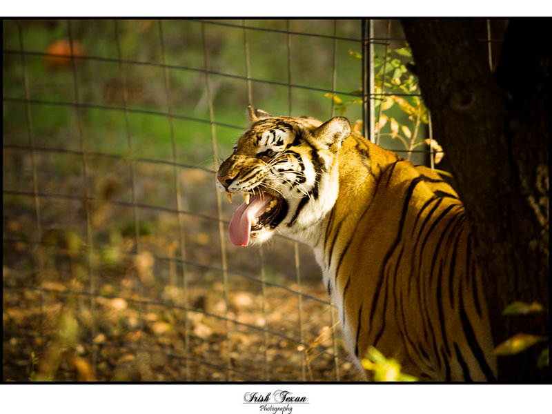 Bengal Tiger - Don't worry, come closer