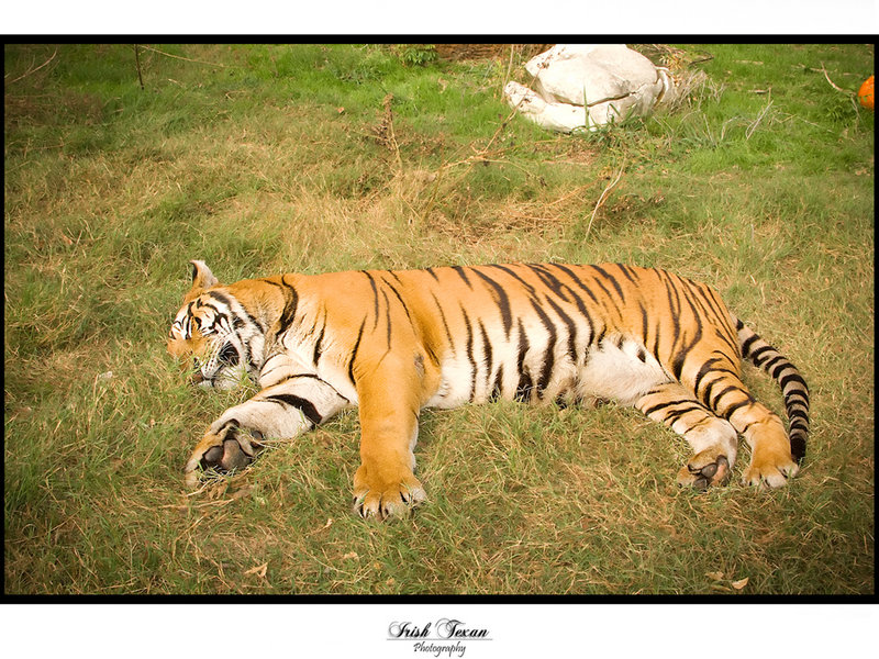 Bengal Tiger - Tryptophan Comma