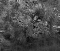 Tree.jpg