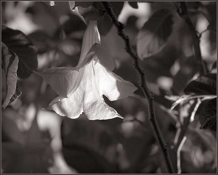 Flower.jpg