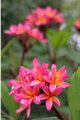 Frangipani