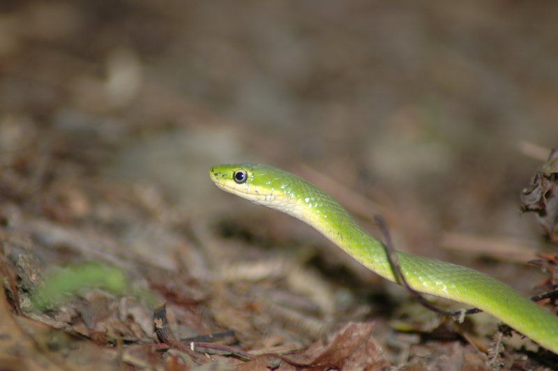 Green Snake