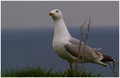 Herring Gull