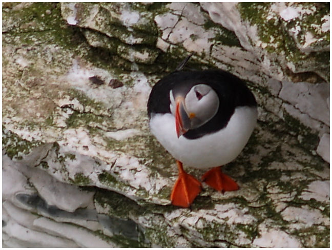 The Cautious Puffin