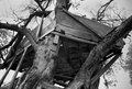 Abandoned Tree House