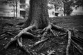 City Roots