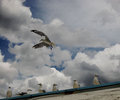 Spread your wings and fly!