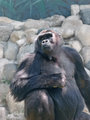 Mr Gorilla