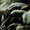 in the breeze