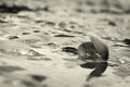beached