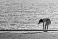 beach comber