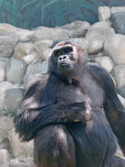 Mr Gorilla