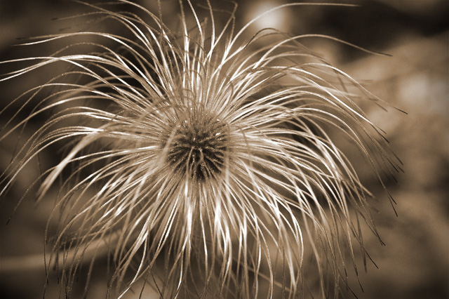 hairy