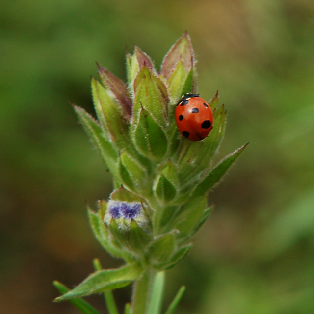 Ladybird