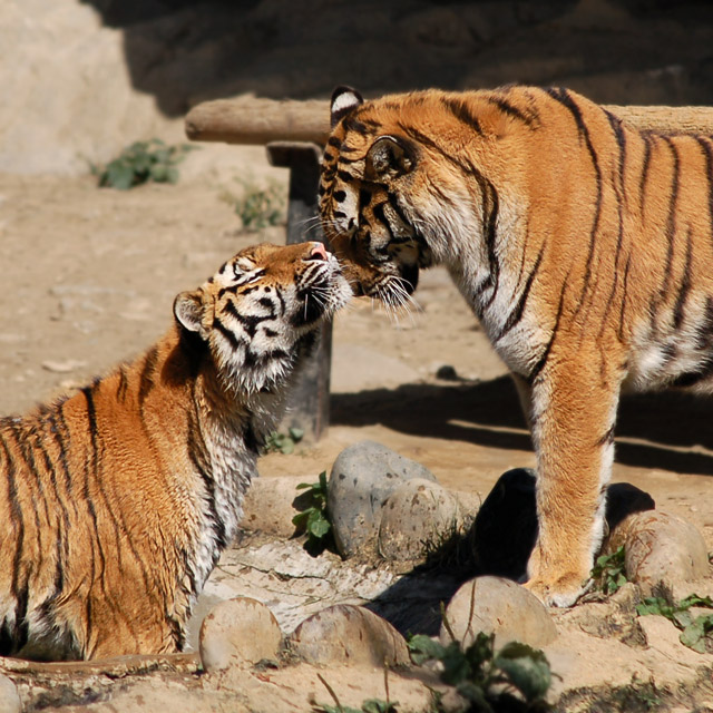 affection