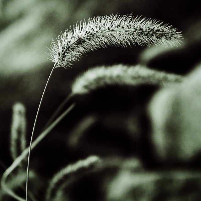 in the breeze