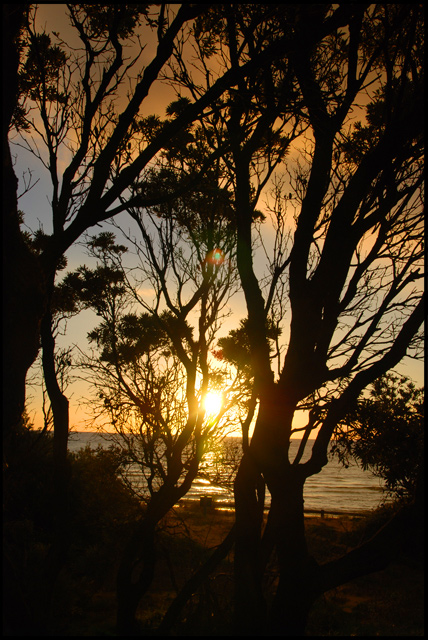 beyond the trees