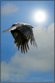 52486536._MG_8000.Blackcrow1.jpg