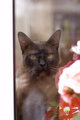 Puca Through The Window
