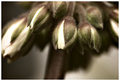 buds