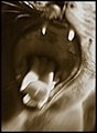 Cat Cry