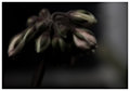 Panicle