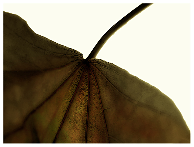 Viticulture