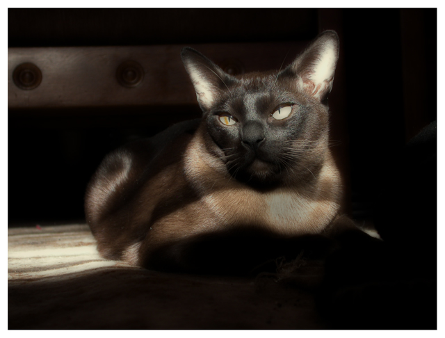 Puca