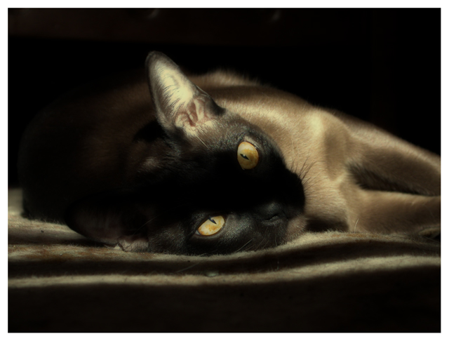 Puca IV