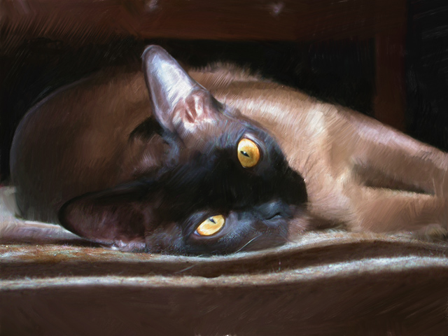 Puca Light.jpg